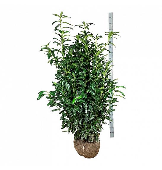 Prunus laurocerasus Genolia ® bala 150-175 cm extra