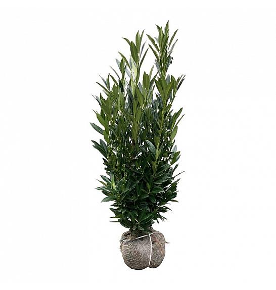 Prunus laurocerasus Renault Ace ® bala 100-125 cm