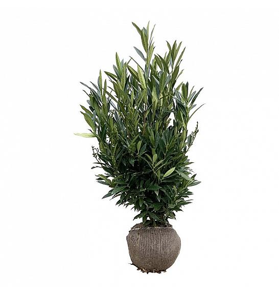 Prunus laurocerasus Renault Ace ® bala 100-125 cm extra