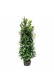 Prunus laurocerasus Rotundifolia bala 175-200 cm extra