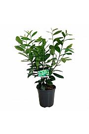 Prunus laurocerasus Rotundifolia C7 Lit. 50-60 cm