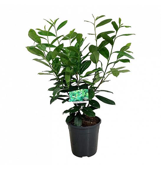 Prunus laurocerasus Rotundifolia C7 Lit. 50-60 cm