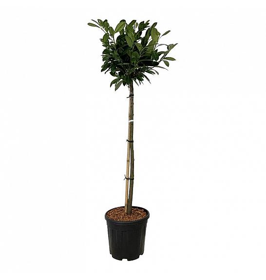 Prunus laurocerasus Titan ® C15 Lit. Na steblu 90 cm