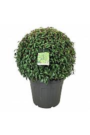 Prunus lusitanica Angustifolia C90 Lit. 80-90 cm; Krogla extra