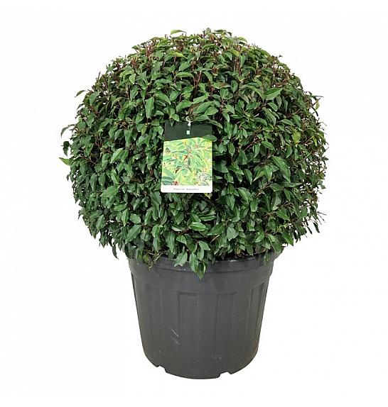 Prunus lusitanica Angustifolia C90 Lit. 80-90 cm; Krogla extra