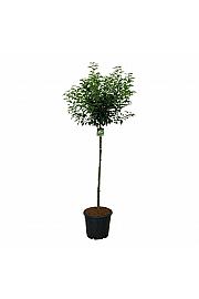 Prunus lusitanica Brenelia PBR C30 Lit. Na steblu 120 cm