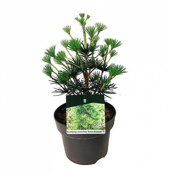 Sciadopitys verticillata Green Diamond C4 Lit. 30-40 cm