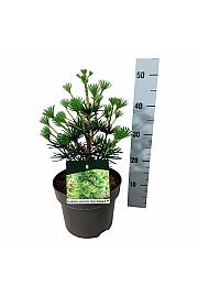 Sciadopitys verticillata Green Diamond C4 Lit. 30-40 cm