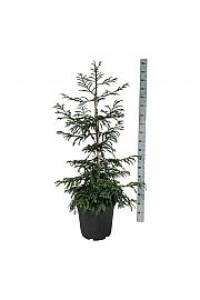 Sequoia sempervirens Cantab C30 Lit. 100-125 cm extra