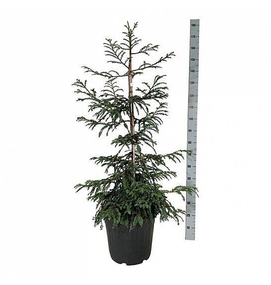 Sequoia sempervirens Cantab C30 Lit. 100-125 cm extra