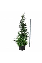 Sequoia sempervirens Illa Martin C90 Lit. 200-225 cm extra