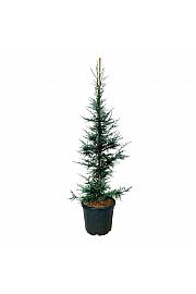 Sequoia sempervirens Lightning C55 Lit. 150-175 cm extra