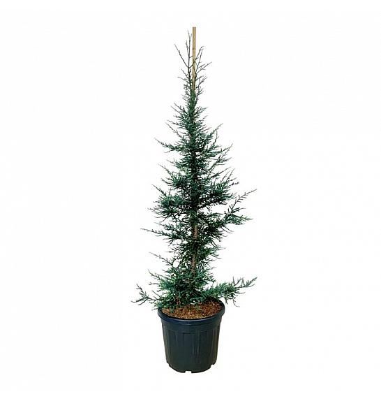 Sequoia sempervirens Lightning C55 Lit. 150-175 cm extra