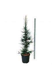 Sequoia sempervirens Lightning C55 Lit. 150-175 cm extra