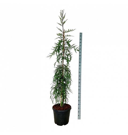 Sequoia sempervirens Mt. Loma Prieta Spike C55 Lit. 200-225 cm extra