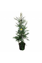 Sequoia sempervirens Adpressa C55 Lit. 175-200 cm extra