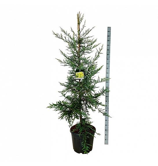 Sequoia sempervirens Adpressa C55 Lit. 175-200 cm extra