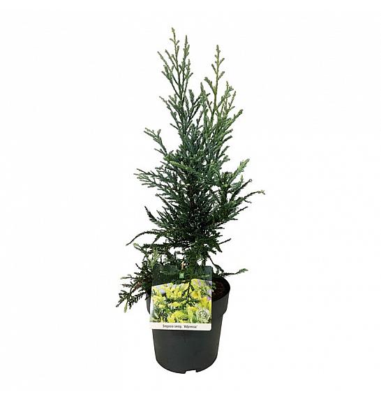 Sequoia sempervirens Adpressa C7 Lit. 50-60 cm