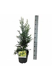 Sequoia sempervirens Adpressa C7 Lit. 50-60 cm