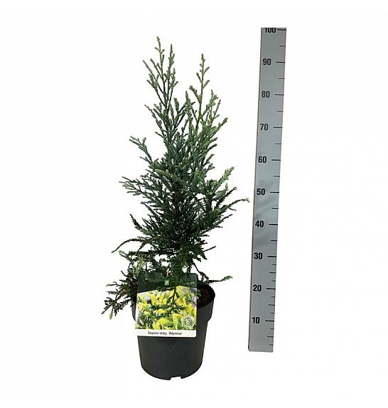 Sequoia sempervirens Adpressa C7 Lit. 50-60 cm