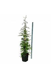Sequoia sempervirens Silver Ghost C55 Lit. 150-175 cm extra