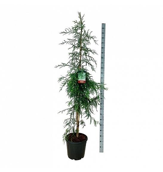 Sequoia sempervirens Winter Blue C30 Lit. 175-200 cm extra