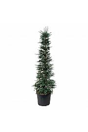 Sequoia sempervirens Xeno C90 Lit. 200-225 cm extra
