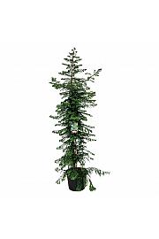 Sequoia sempervirens Xeno C70 Lit. 250-300 cm extra
