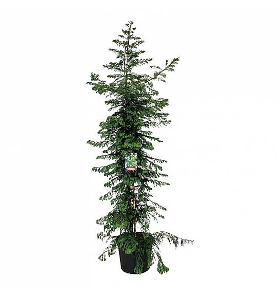 Sequoia sempervirens Xeno C70 Lit. 250-300 cm extra