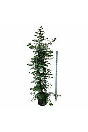 Sequoia sempervirens Xeno C70 Lit. 250-300 cm extra