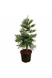 Sequoiadendron giganteum Healthy Mammoth Three C55 Lit. 100-125 cm extra