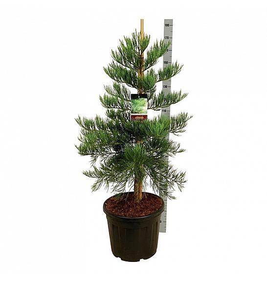 Sequoiadendron giganteum Healthy Mammoth Three C55 Lit. 100-125 cm extra