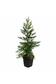 Sequoiadendron giganteum Healthy Mammoth Three C55 Lit. 125-150 cm extra