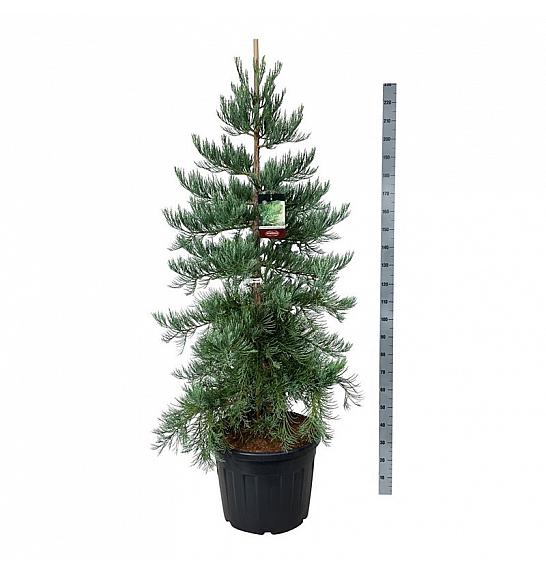 Sequoiadendron giganteum Healthy Mammoth Three C90 Lit. 175-200 cm extra