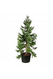 Sequoiadendron giganteum Healthy Mammoth Three C230 Lit. 250-300 cm; Soliter