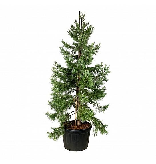 Sequoiadendron giganteum Healthy Mammoth Three C230 Lit. 250-300 cm; Soliter