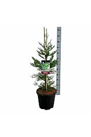 Sequoiadendron giganteum Healthy Mammoth Three C15 Lit. 80-100 cm