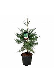Sequoiadendron giganteum Healthy Mammoth Three C30 Lit. 80-100 cm extra