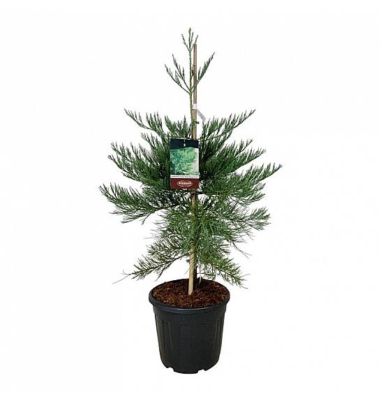 Sequoiadendron giganteum Healthy Mammoth Three C30 Lit. 80-100 cm extra