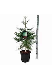 Sequoiadendron giganteum Healthy Mammoth Three C30 Lit. 80-100 cm extra