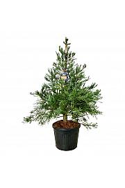 Sequoiadendron giganteum Healthy Mammoth One C90 Lit. 150-175 cm extra