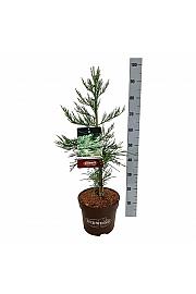 Sequoiadendron giganteum Healthy Mammoth One C7,5 Lit. 60-80 cm