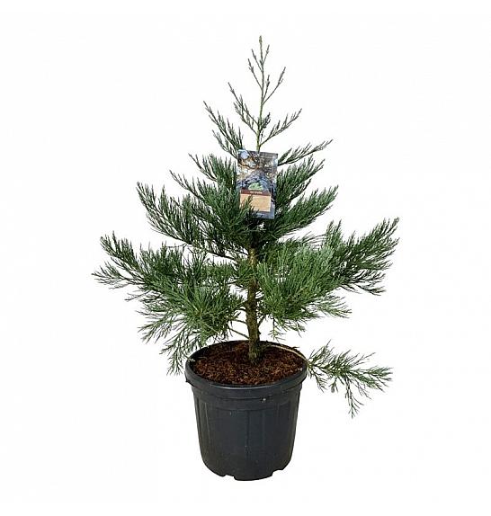 Sequoiadendron giganteum Healthy Mammoth One C55 Lit. 80-100 cm extra