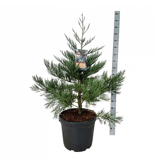 Sequoiadendron giganteum Healthy Mammoth One C55 Lit. 80-100 cm extra