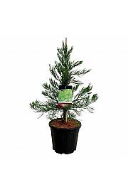 Sequoiadendron giganteum Healthy Mammoth Two C15 Lit. 60-80 cm