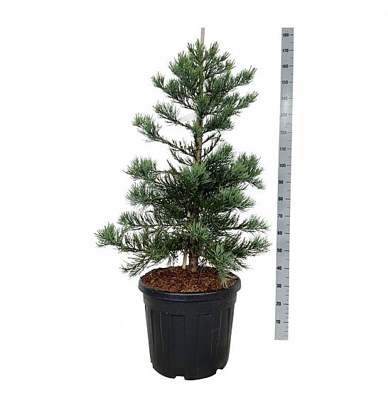 Sequoiadendron giganteum Glaucum C55 Lit. 100-125 cm extra