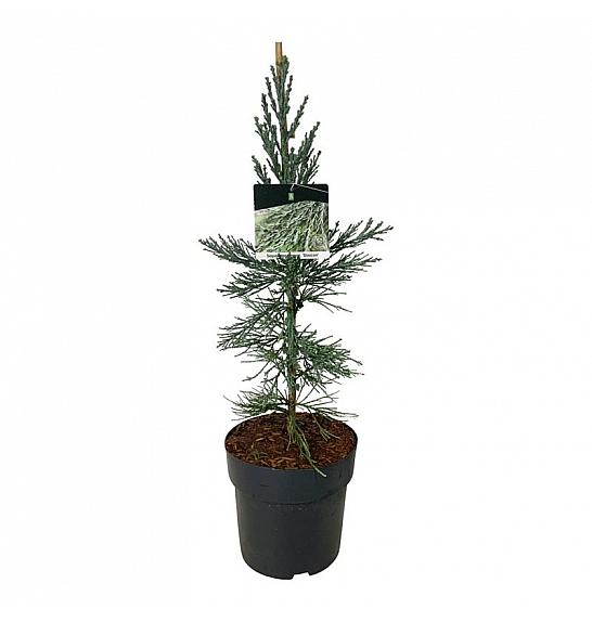 Sequoiadendron giganteum Glaucum C7 Lit. 50-60 cm