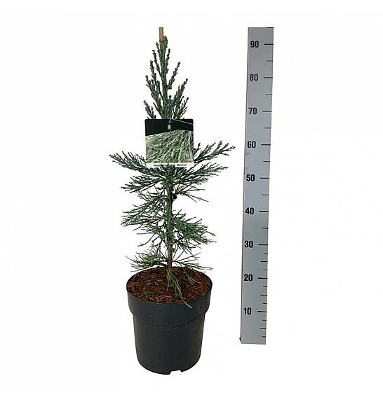 Sequoiadendron giganteum Glaucum C7 Lit. 50-60 cm
