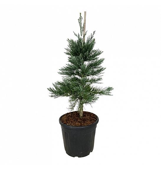 Sequoiadendron giganteum Glaucum C30 Lit. 80-100 cm extra