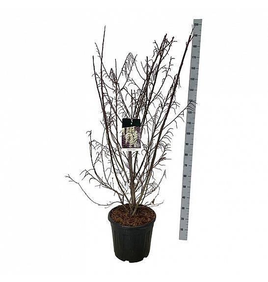 Stachyurus praecox C30 Lit. 125-150 cm extra